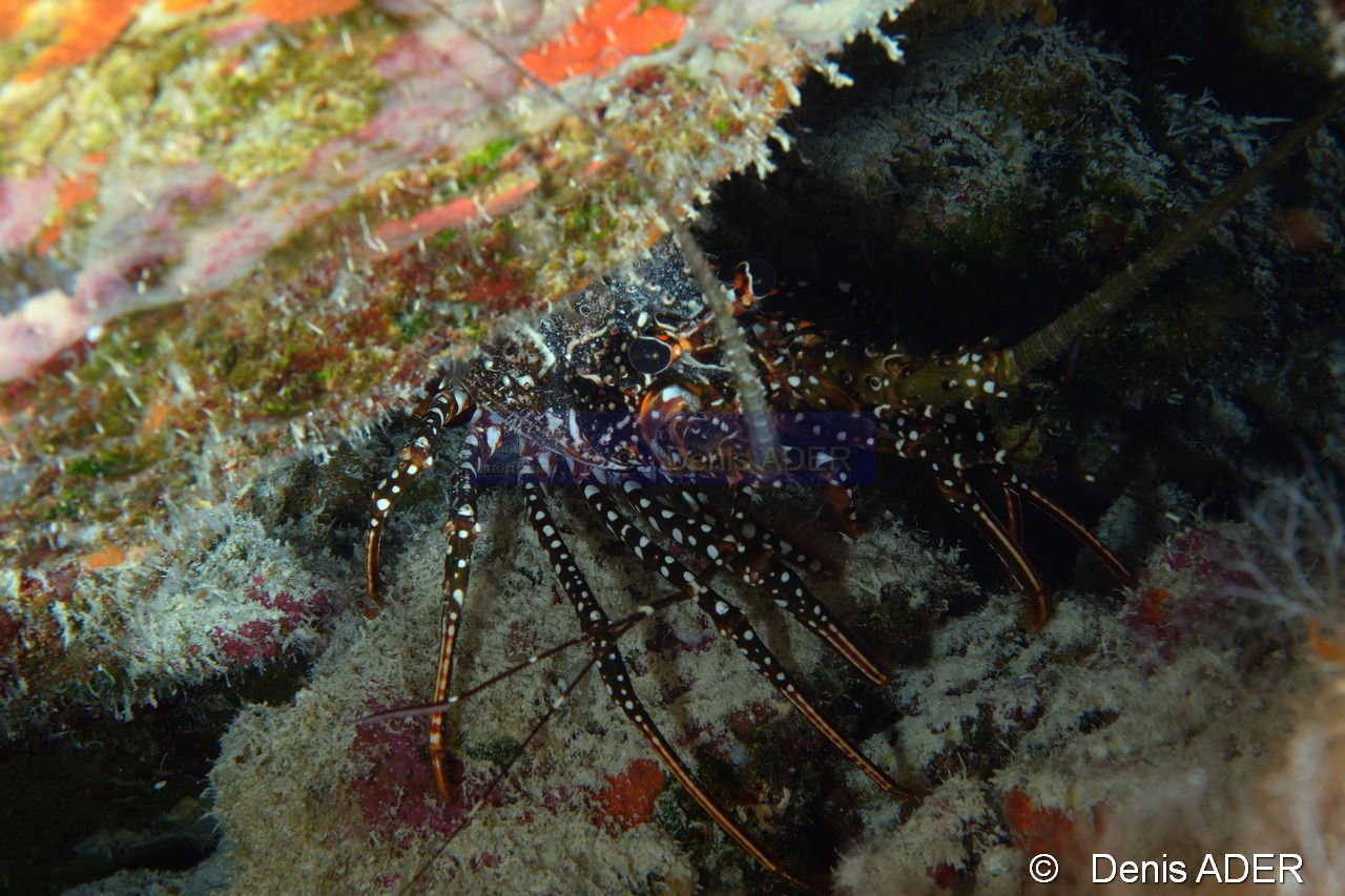 Panulirus-guttatus Langouste mouchetee bresilienne-Bonaire Tolo-16m-20180222-Denis-ADER-DSC_7509_tn.jpg